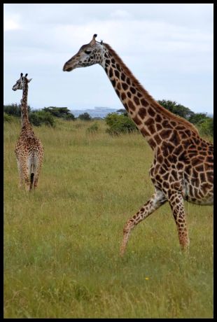 Giraffes